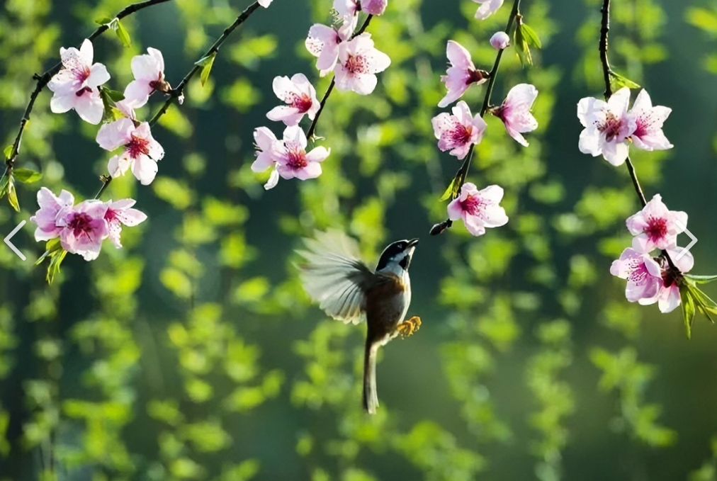 今日春分|佳保安全与您共筑安全新篇章！